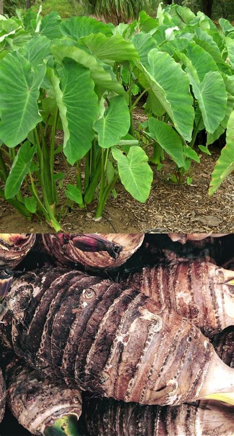 The Dark Side of New Cocoyam Taro: Debunking Myths about Black Magic